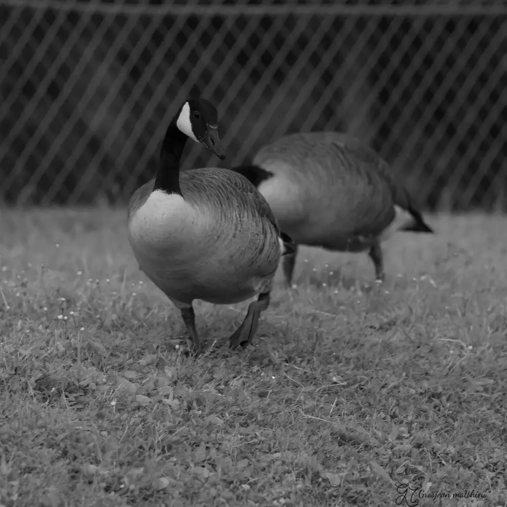a walk along the seine 01