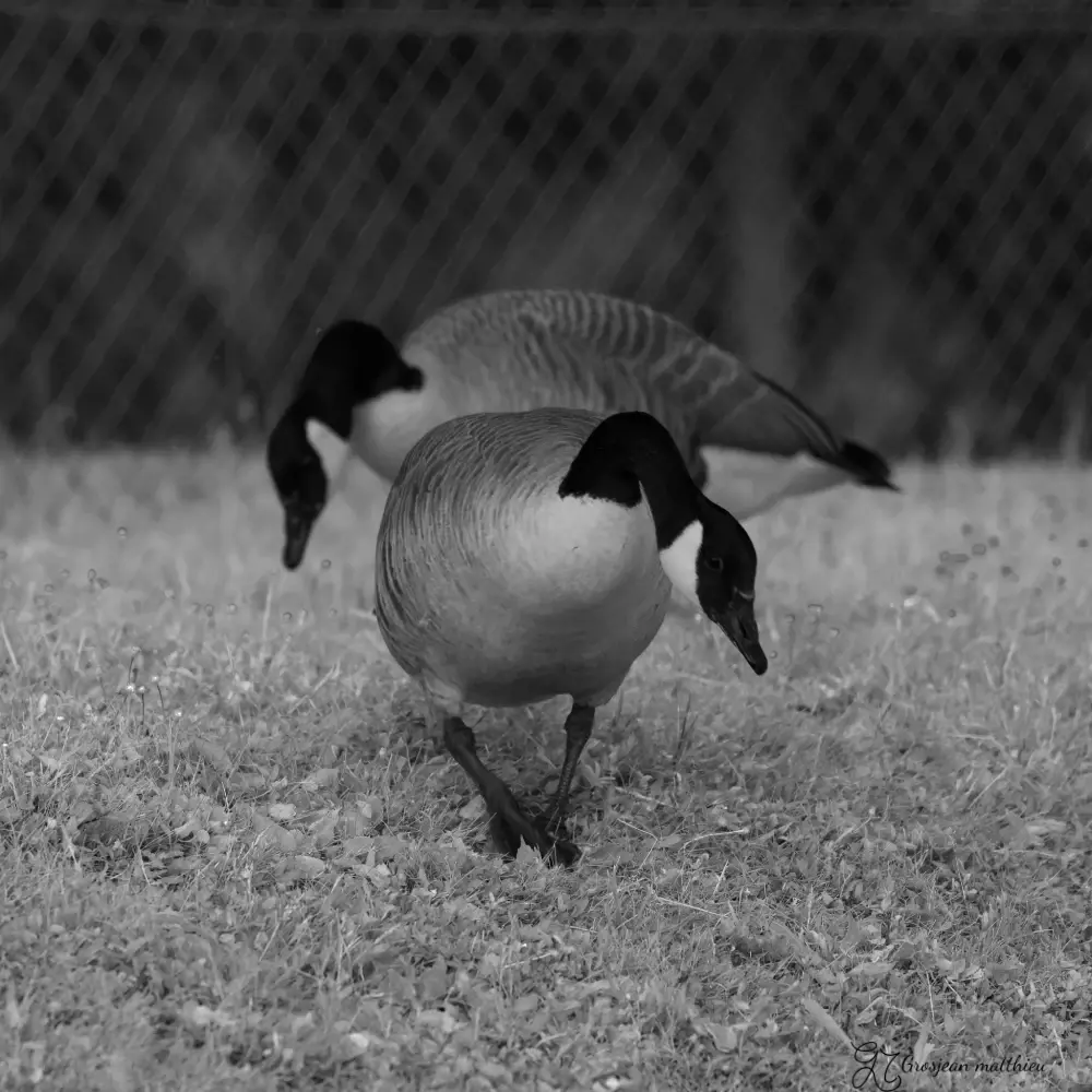 a walk along the seine 02