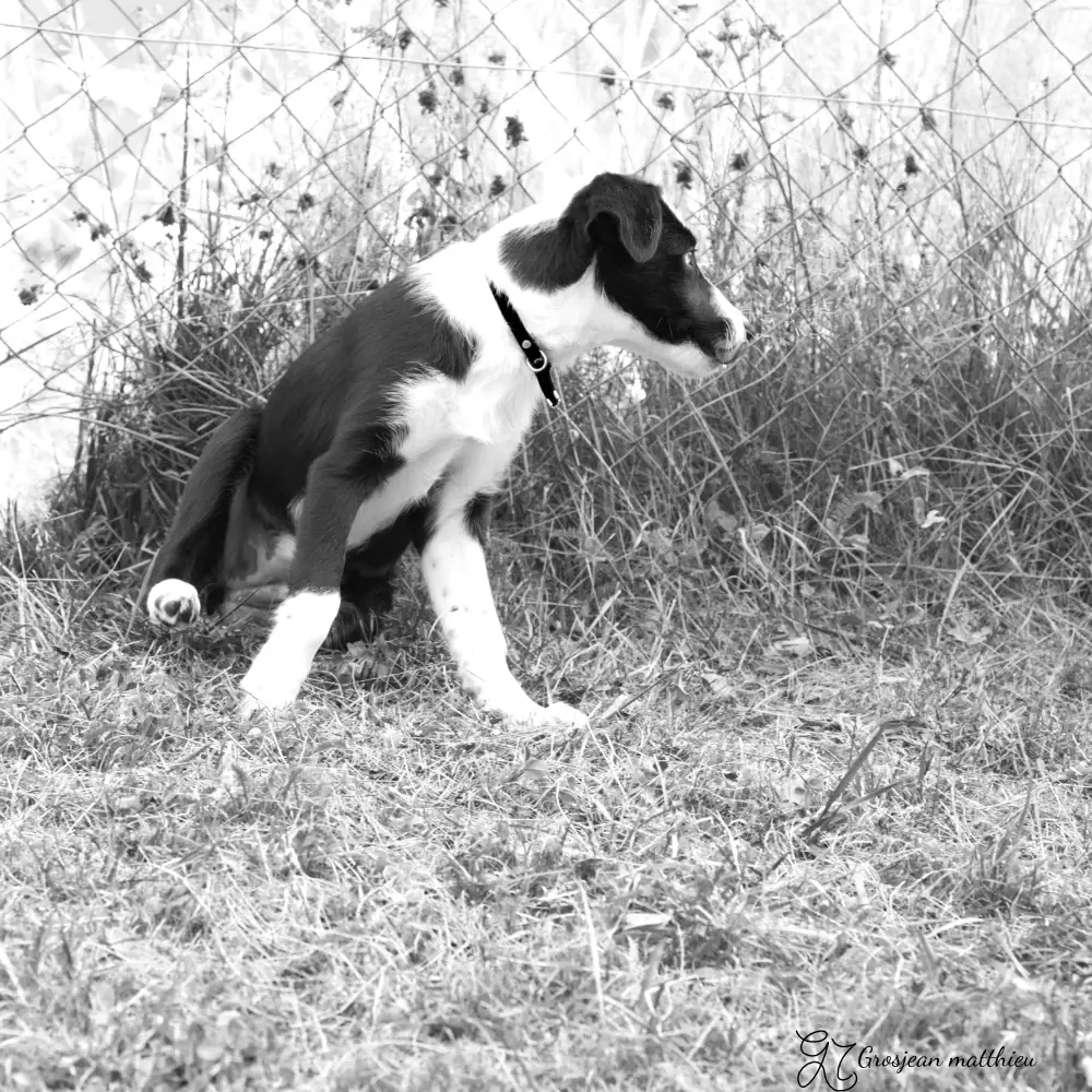 Chien 01