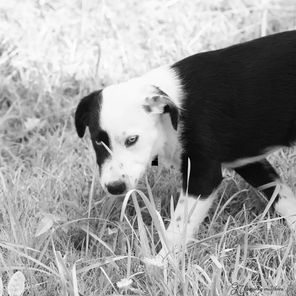 Chien 02