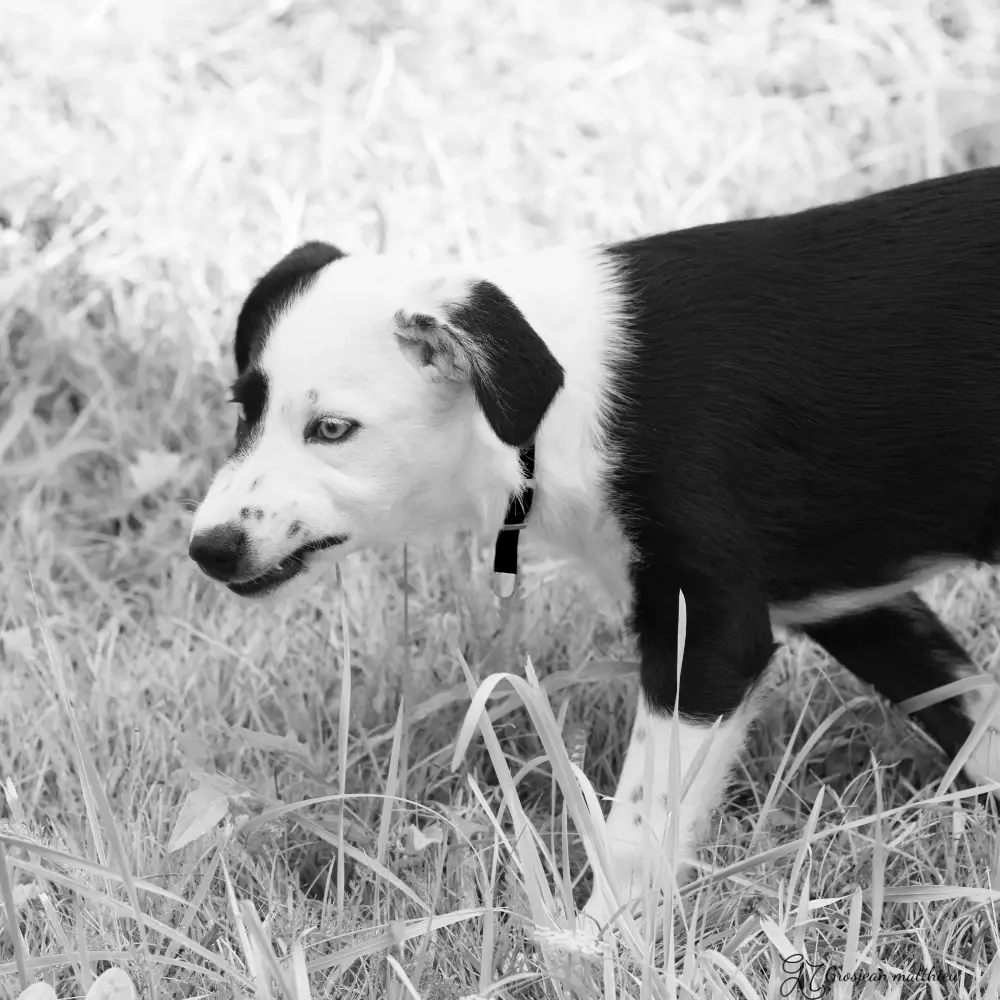 Chien 03