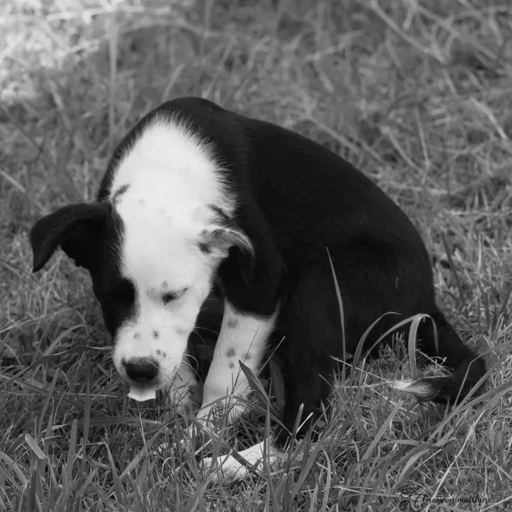 Chien 04