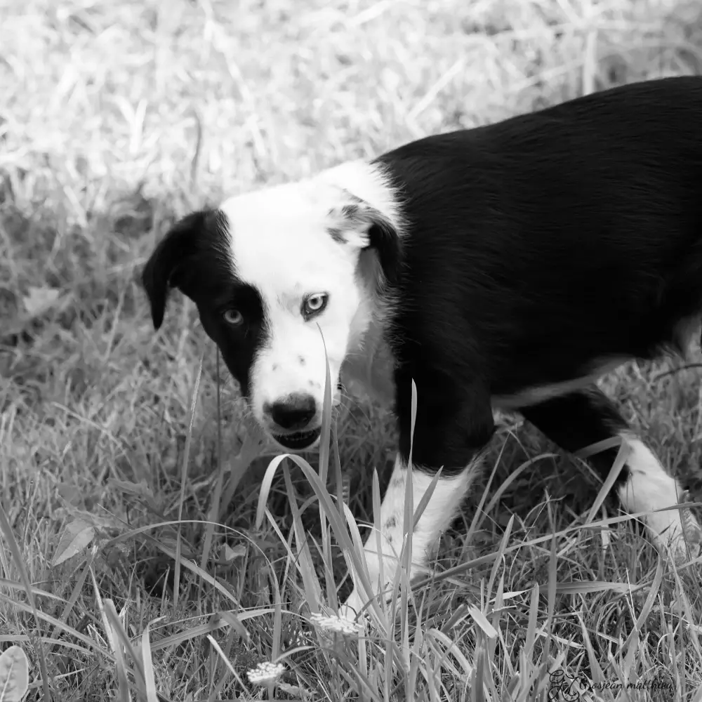 Chien 05
