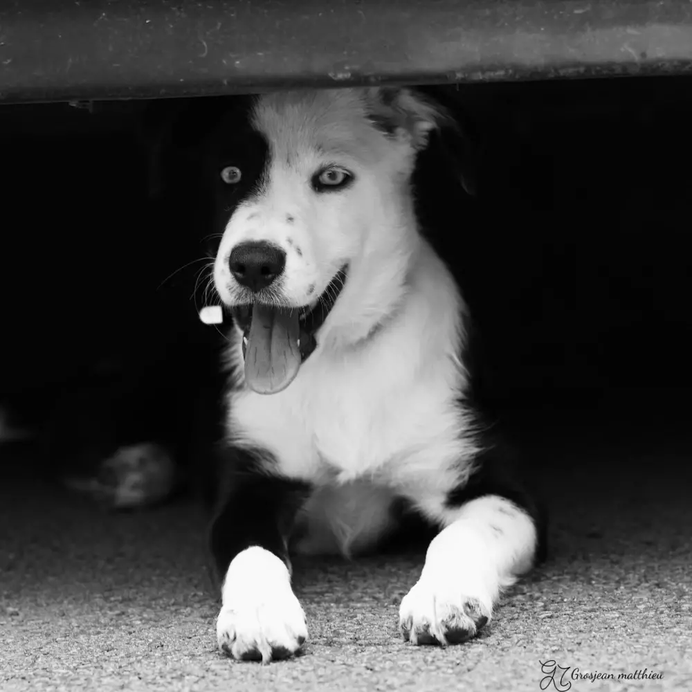 Chien 06