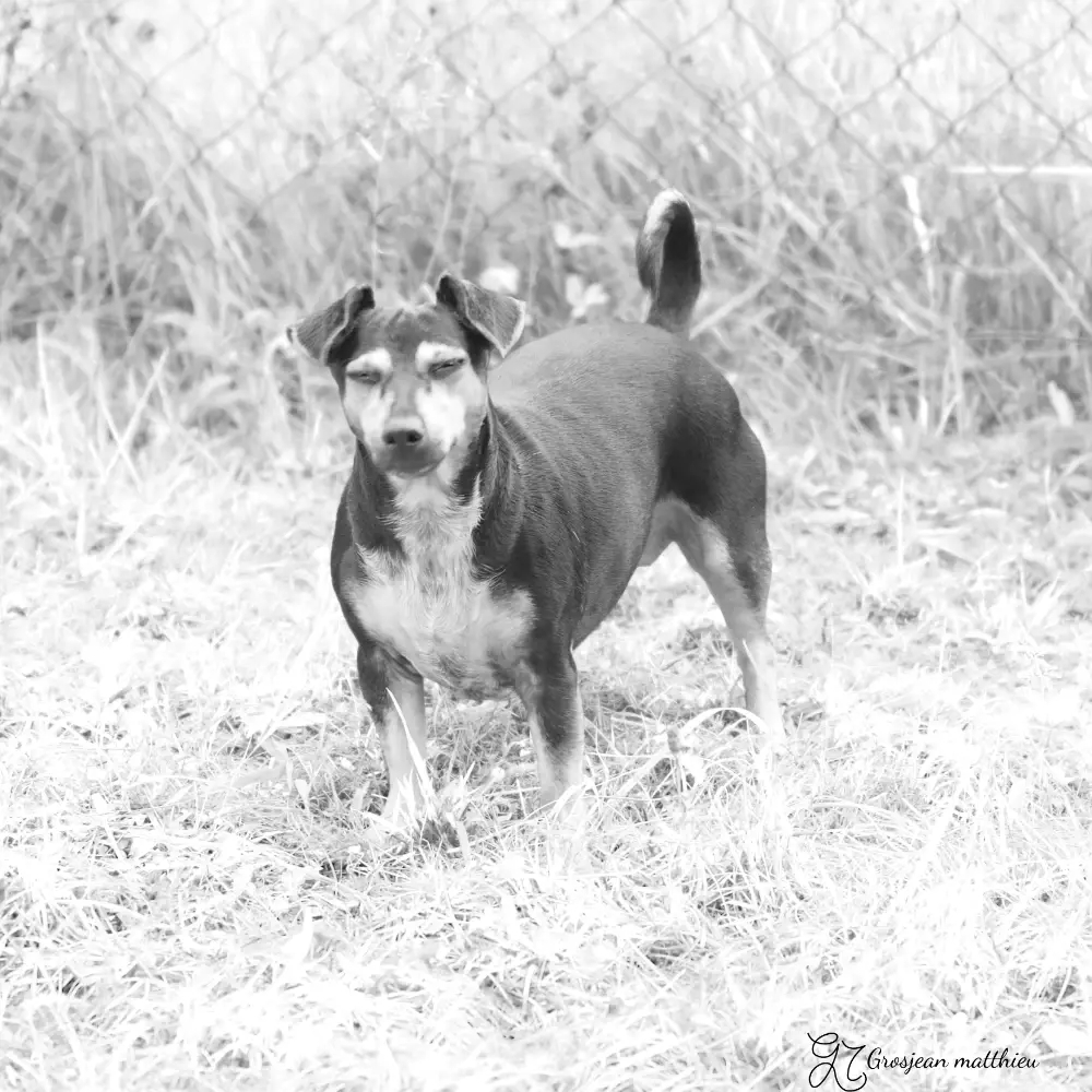 Chien 07