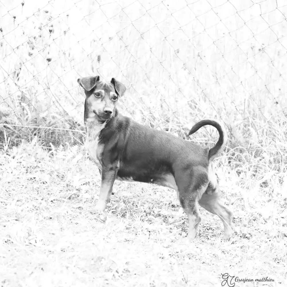 Chien 08