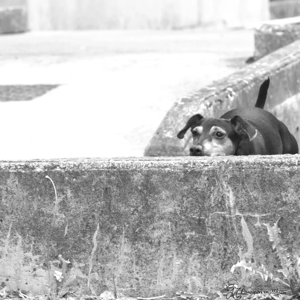 Chien 09