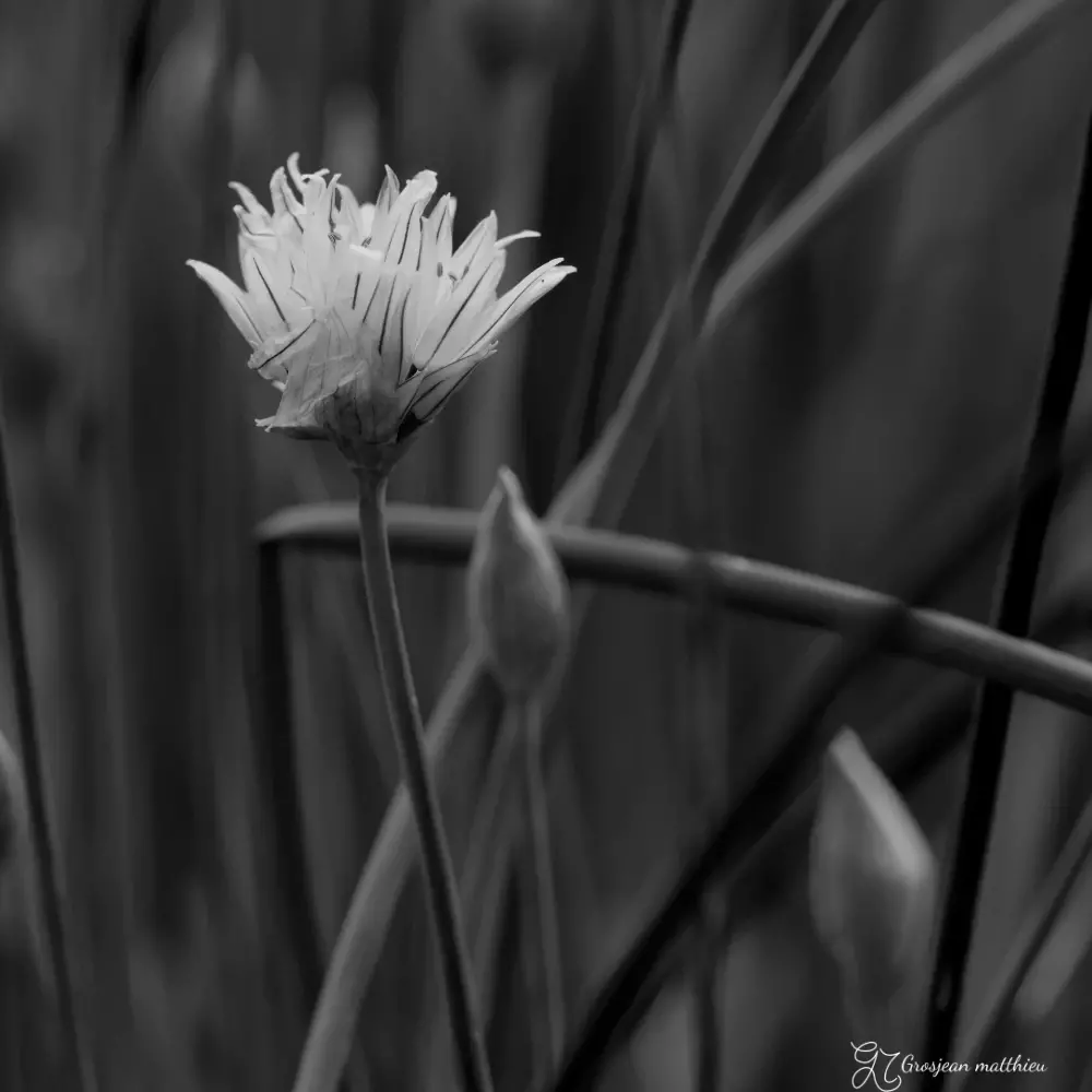 chives 02