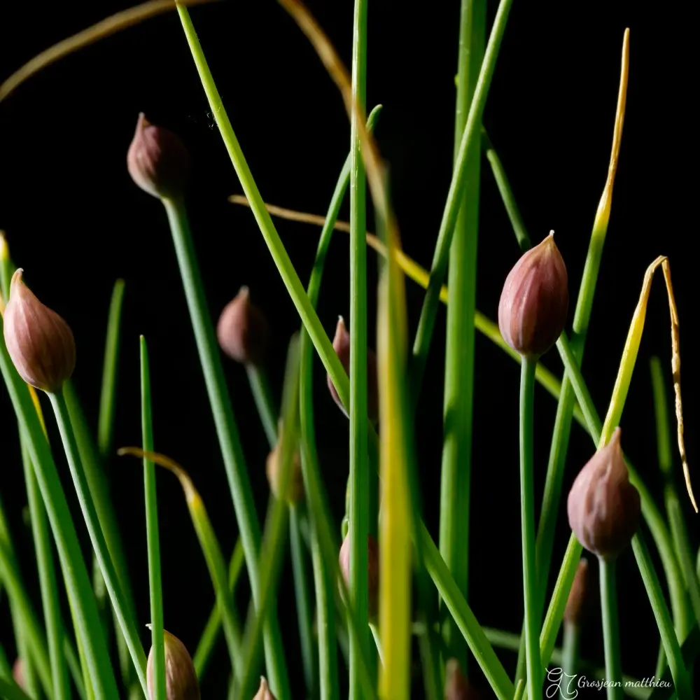 chives 03