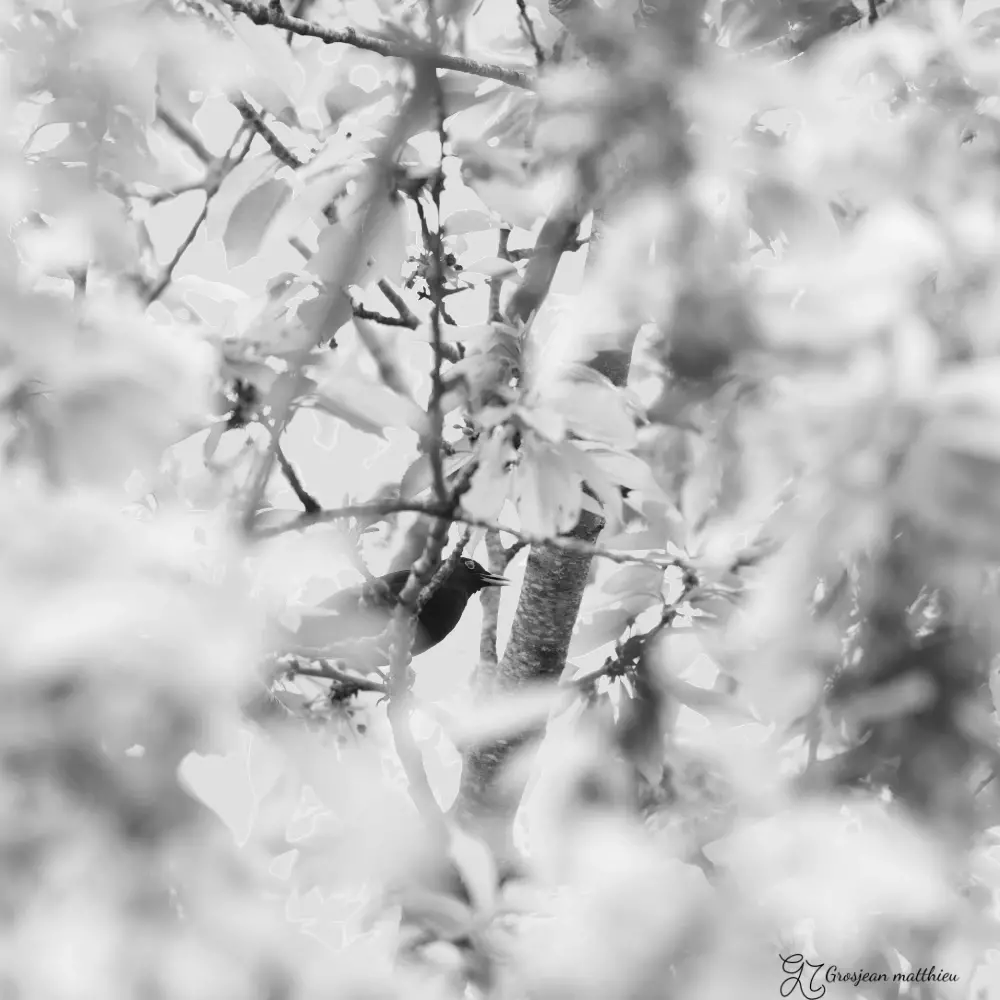 bird perched in the trees 01